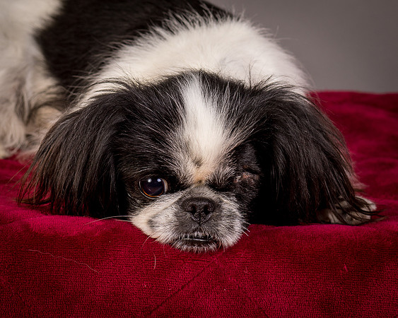 Foster Gypsy Rose-7748