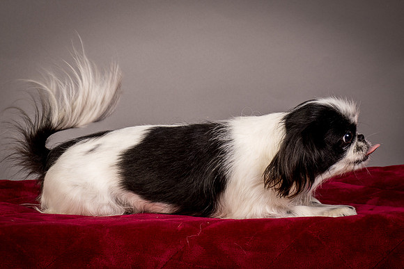 Foster Gypsy Rose-7836