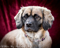 Foster Trudy-51