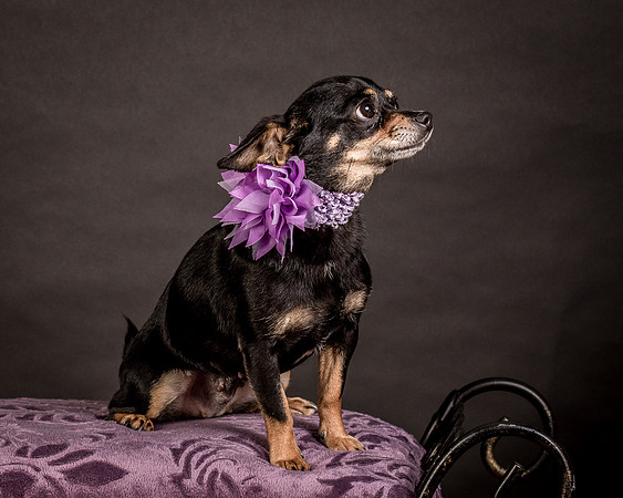Foster Pansy-9227