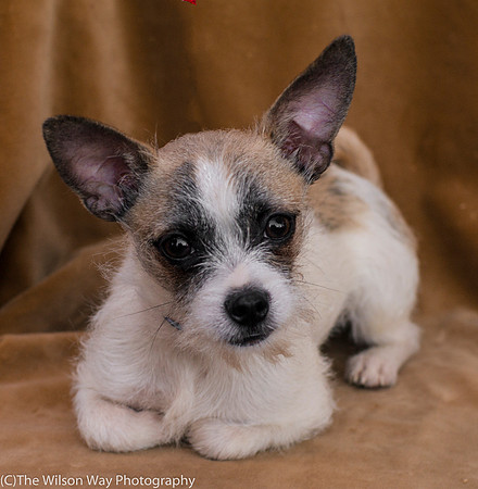Foster Gordie-9450