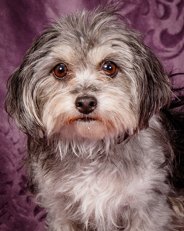 Foster Alex-6252