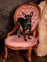 Foster Elvira-0157