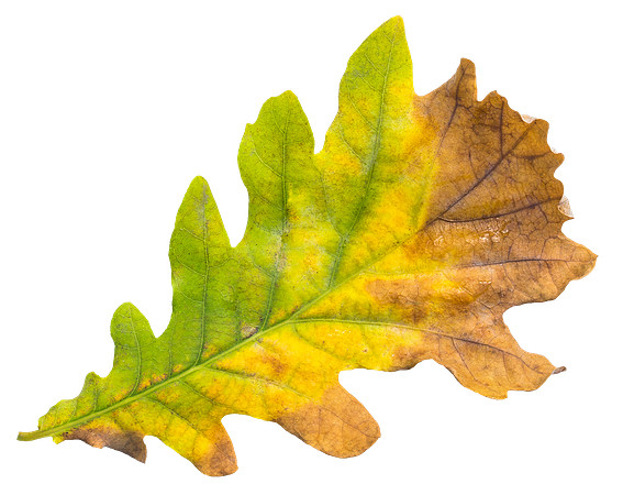 Leaf_28