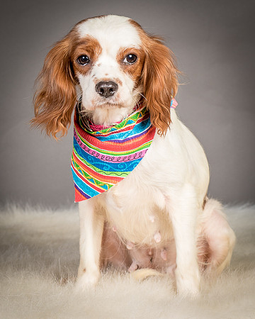 Foster josephina-4062