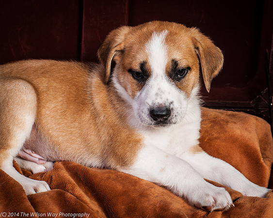 Oshie-9382