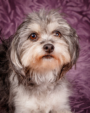 Foster Alex-6279