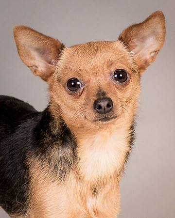 Foster Pixie-3475