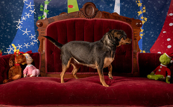 Foster Jolie-6485