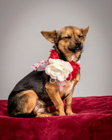 Foster Mavis-4049