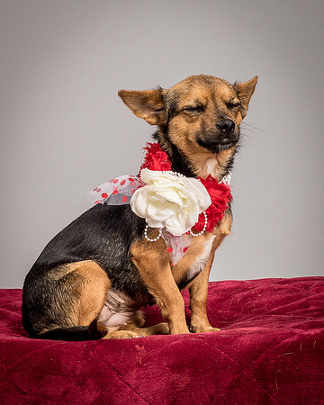 Foster Mavis-4049