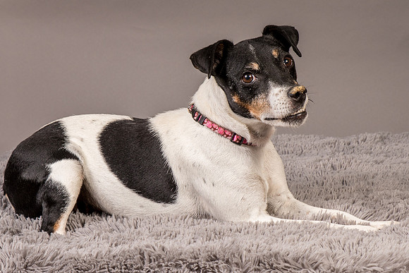 Foster Pollyanna-4021