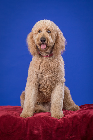 Scoggins-Belle-9793