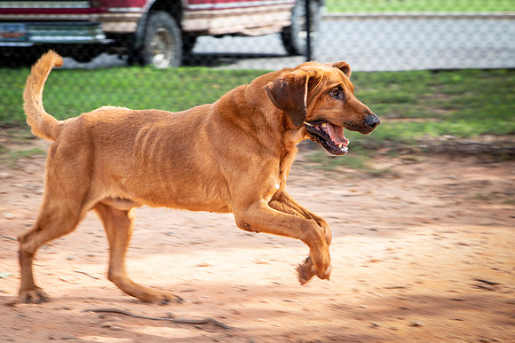 Roscoe-0650