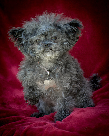 Foster Vivienne-9277