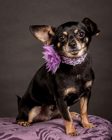 Foster Pansy-9229