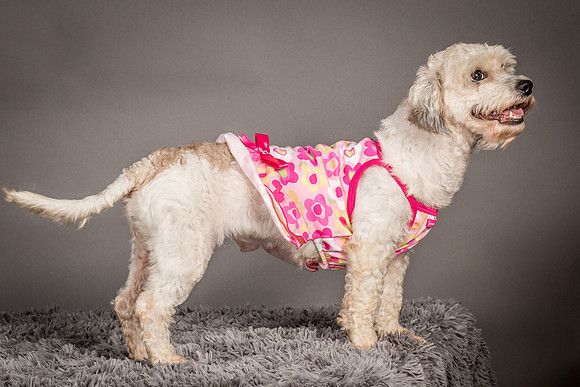 Foster Everly-2275