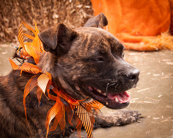 Foster Fred-7513