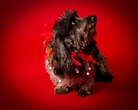 Frankie-8032