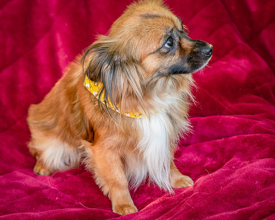 Foster Petunia-9412
