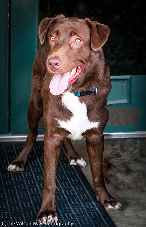 Coco aka Charlie-8775