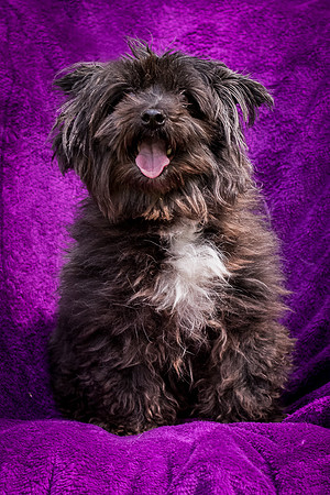 Foster Sammy-8325
