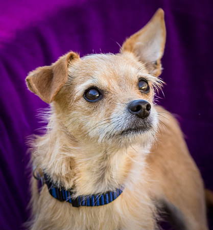 Foster Dipsy-9227