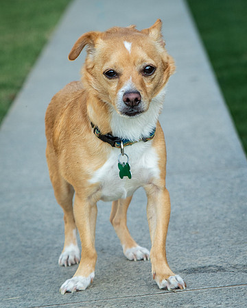 Foster Paddy-9967