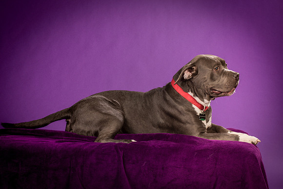 Daisy and Renegade-2564
