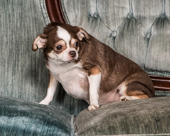 Foster Sophie-5245