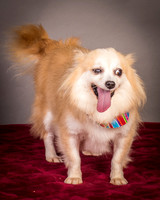 Foster Lilly-3334