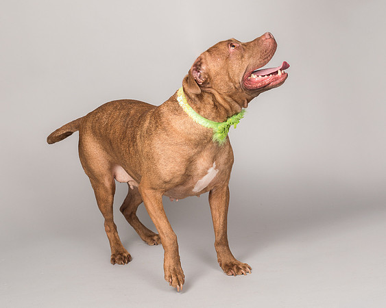 Foster Coco-2083