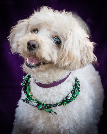 Foster Annalise-0676