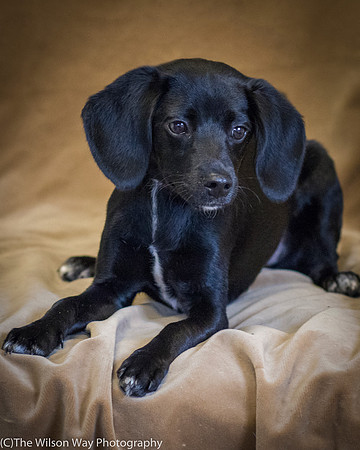 Foster Capri-0609