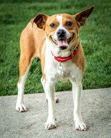 Foster Posie-9742