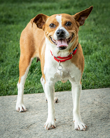 Foster Posie-9742