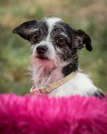 Foster Olive-7631