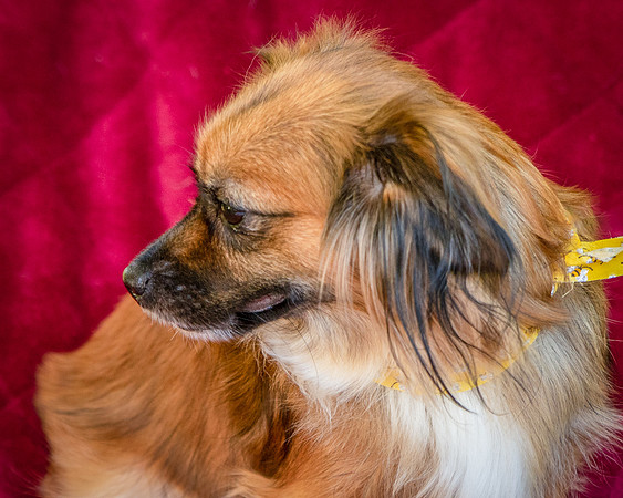 Foster Petunia-9416
