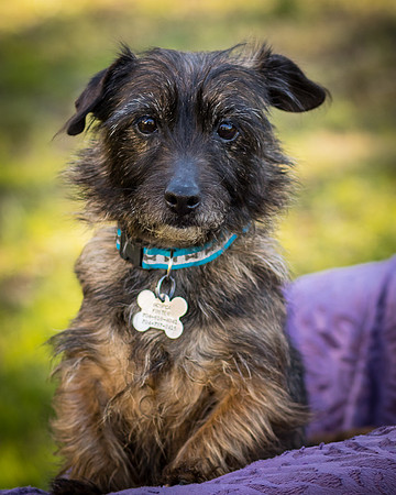 Foster Inky-4173