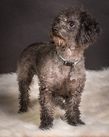 Foster Mokey-1829