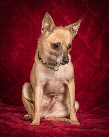 Foster Kiwi-8292