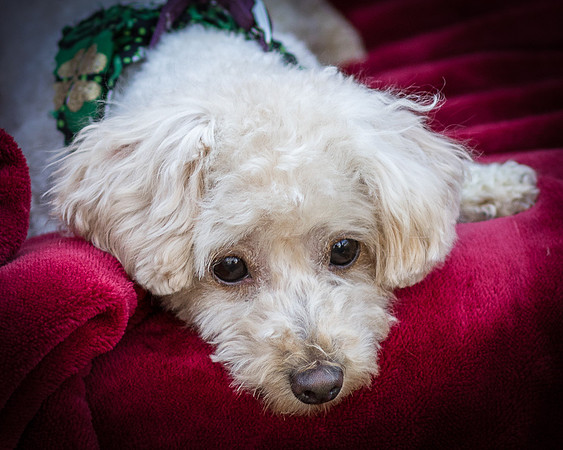 Foster Annalise-0574