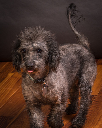 Foster Mokey-2020