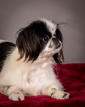 Foster Gypsy Rose-7750
