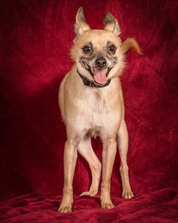 Foster Kiwi-8353