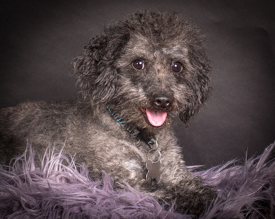 Foster Mokey-1369