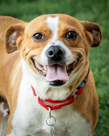 Foster Posie-9738