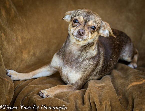 Foster Tango-6437