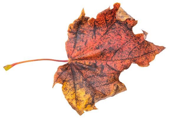 Leaf_57