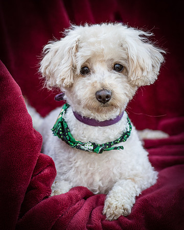 Foster Annalise-0586